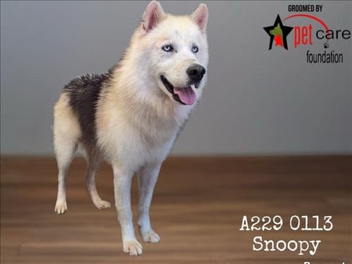 SNOOPY - Siberian Husky available for adoption