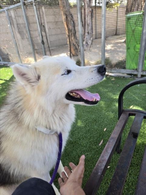 SNOOPY - Siberian Husky available for adoption