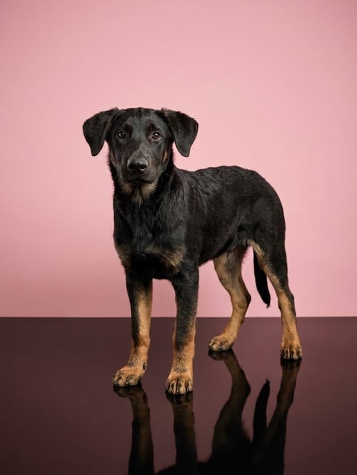 MINI - German Shepherd Dog available for adoption