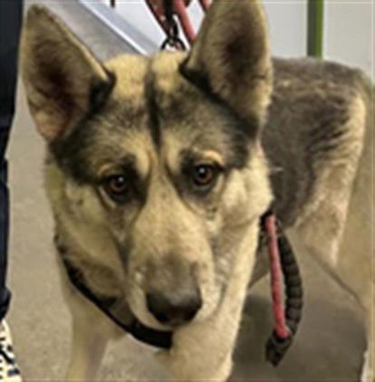 LOKI - Husky available for adoption