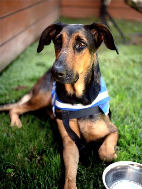 MIA - Doberman Pinscher available for adoption
