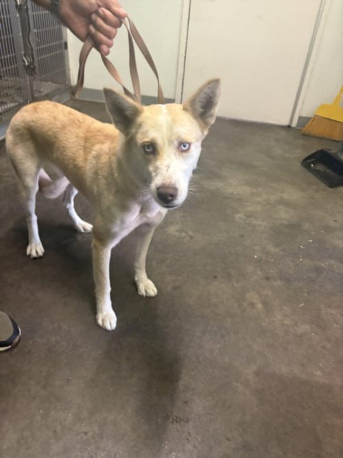 VANESSA - Husky available for adoption