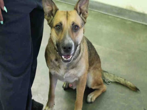SOULJER - German Shepherd Dog available for adoption