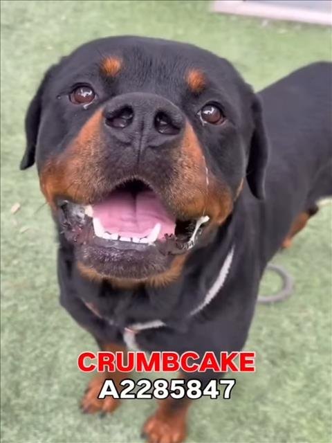 CRUMBCAKE Image