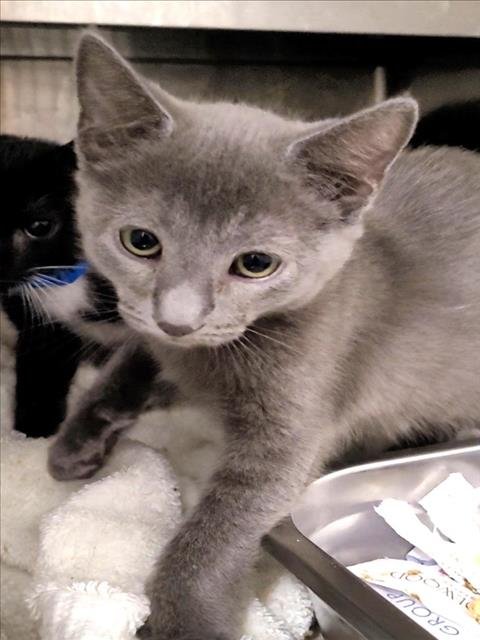 A2290019 - Domestic Short Hair available for adoption