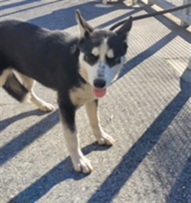 SATIN - Siberian Husky available for adoption