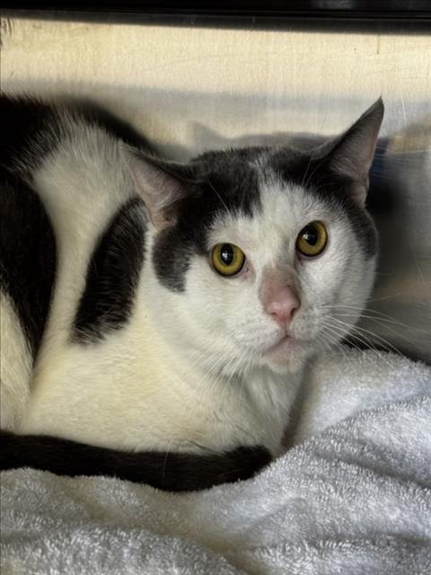 SIMON - Domestic Short Hair available for adoption
