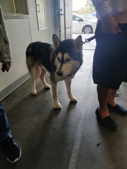 LOBO - Siberian Husky available for adoption