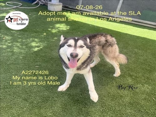 LOBO - Siberian Husky available for adoption