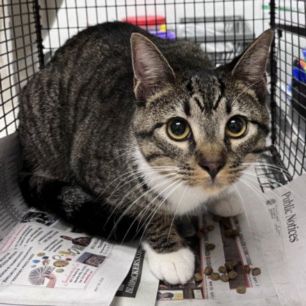 KEYFORA - Domestic Short Hair available for adoption