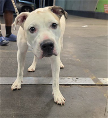 MILKSHAKE - Pit Bull Terrier available for adoption