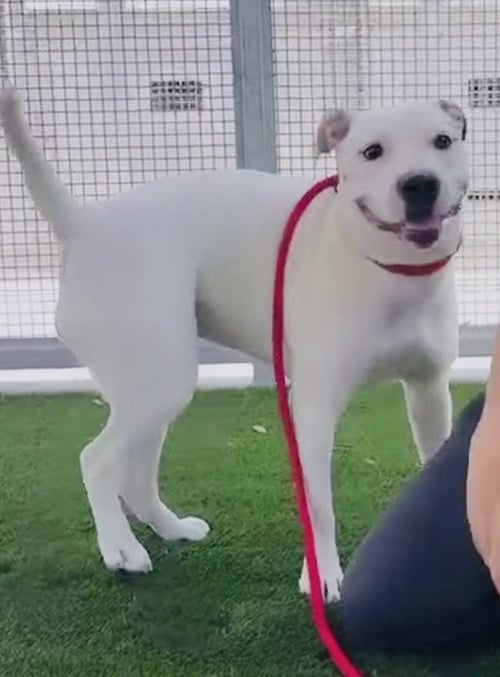 MILKSHAKE - Pit Bull Terrier available for adoption