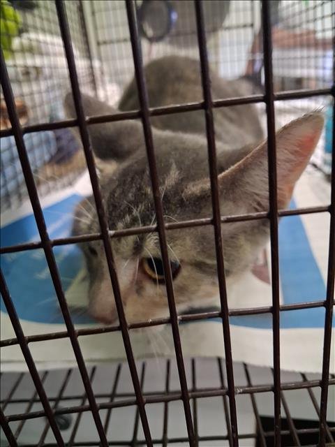 DEDE - Domestic Short Hair available for adoption