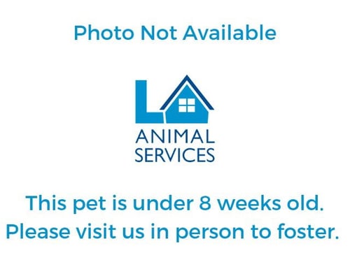 A2291905 - Domestic Short Hair available for adoption