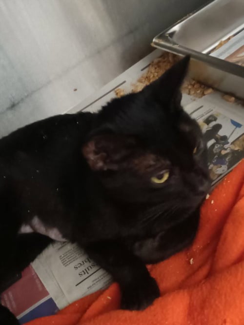 BUMBLEBEE - Domestic Short Hair available for adoption