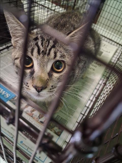 B.T. - Domestic Short Hair available for adoption