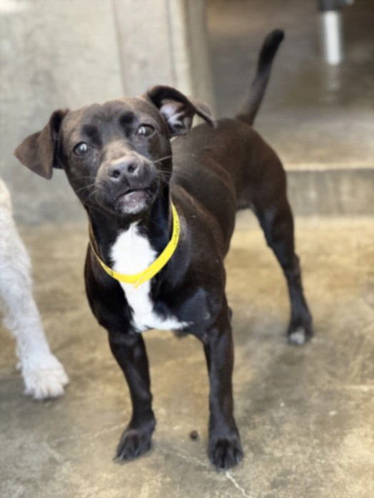 BLUE - Chihuahua available for adoption