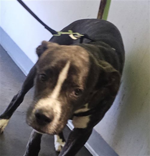 COOKIE - Pit Bull Terrier available for adoption
