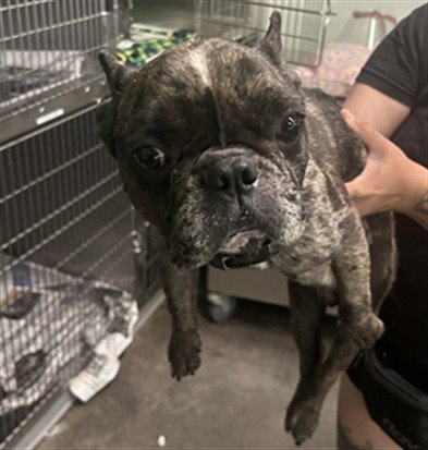 A2287823 - French Bulldog available for adoption