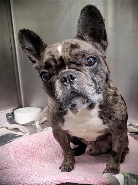 BUFF - French Bulldog available for adoption