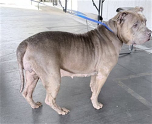 CHUCHA - Pit Bull Terrier available for adoption