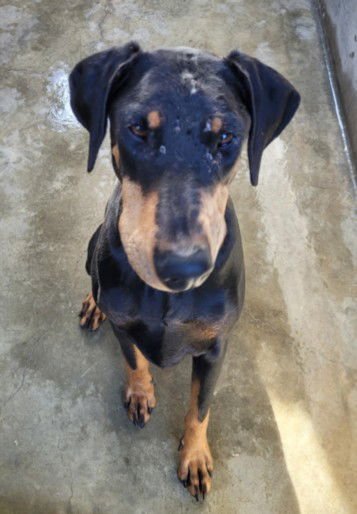 JODIE - Doberman Pinscher available for adoption