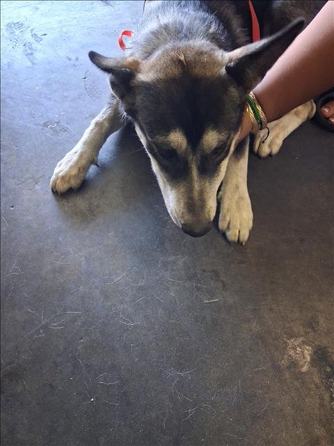 A2286938 - Siberian Husky available for adoption