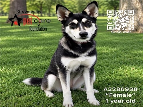ANNIE - Siberian Husky available for adoption