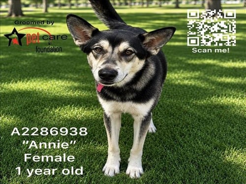 ANNIE - Siberian Husky available for adoption