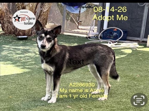 ANNIE - Siberian Husky available for adoption