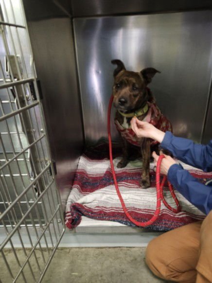 BABY GIRL - American Pit Bull Terrier available for adoption