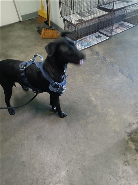 LOLA - Chow Chow / Dalmatian available for adoption