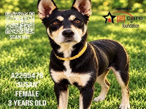 SUSAN - German Shepherd Dog available for adoption
