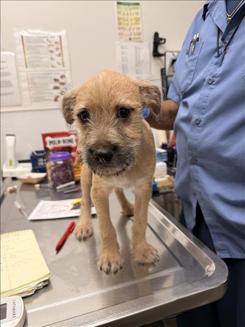 FEO - Chow Chow / Dalmatian available for adoption