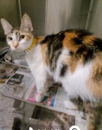 KIARA - Photo 1