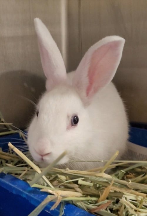 A2285194 - American available for adoption