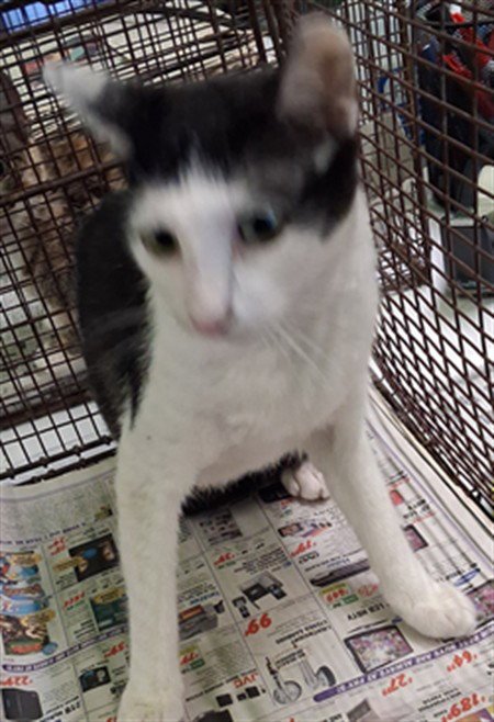 BUTTER - Domestic Short Hair available for adoption