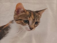 BASIL - Photo 1