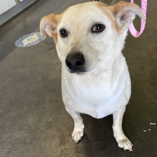 CUPCAKE - Chihuahua available for adoption