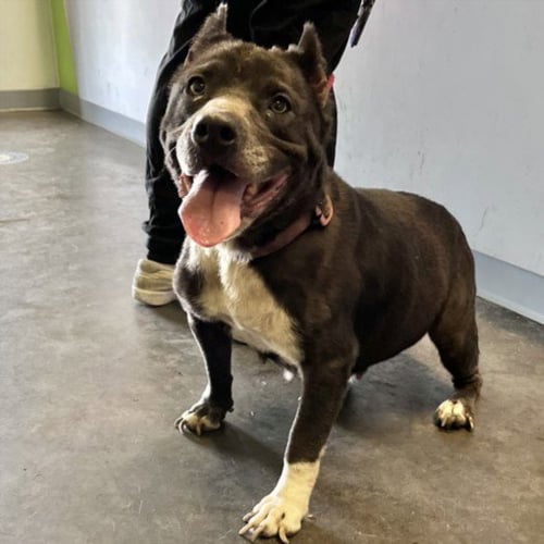ANNABELLE - Pit Bull Terrier available for adoption