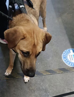 A2252997 - German Shepherd Dog available for adoption