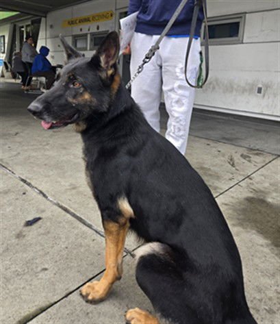 HAZEL - German Shepherd Dog available for adoption