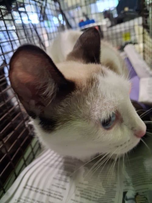 BEARA - Siamese available for adoption