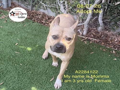 MOMMA - Pit Bull Terrier available for adoption
