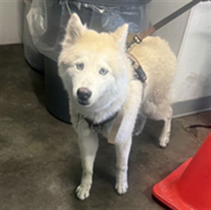 PABLO - Siberian Husky available for adoption