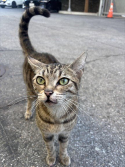 WASABI - Domestic Short Hair available for adoption