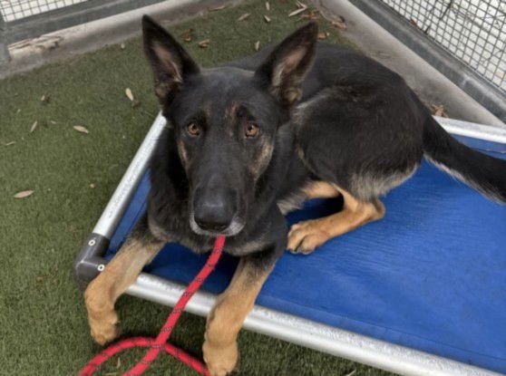 HAZEL - German Shepherd Dog available for adoption