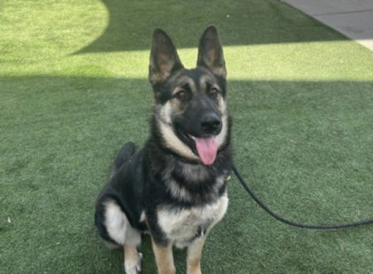 MAKAYLA - German Shepherd Dog available for adoption
