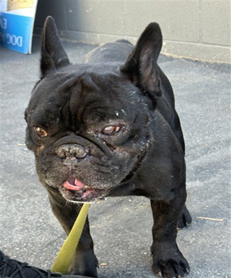 SIXTH - French Bulldog available for adoption