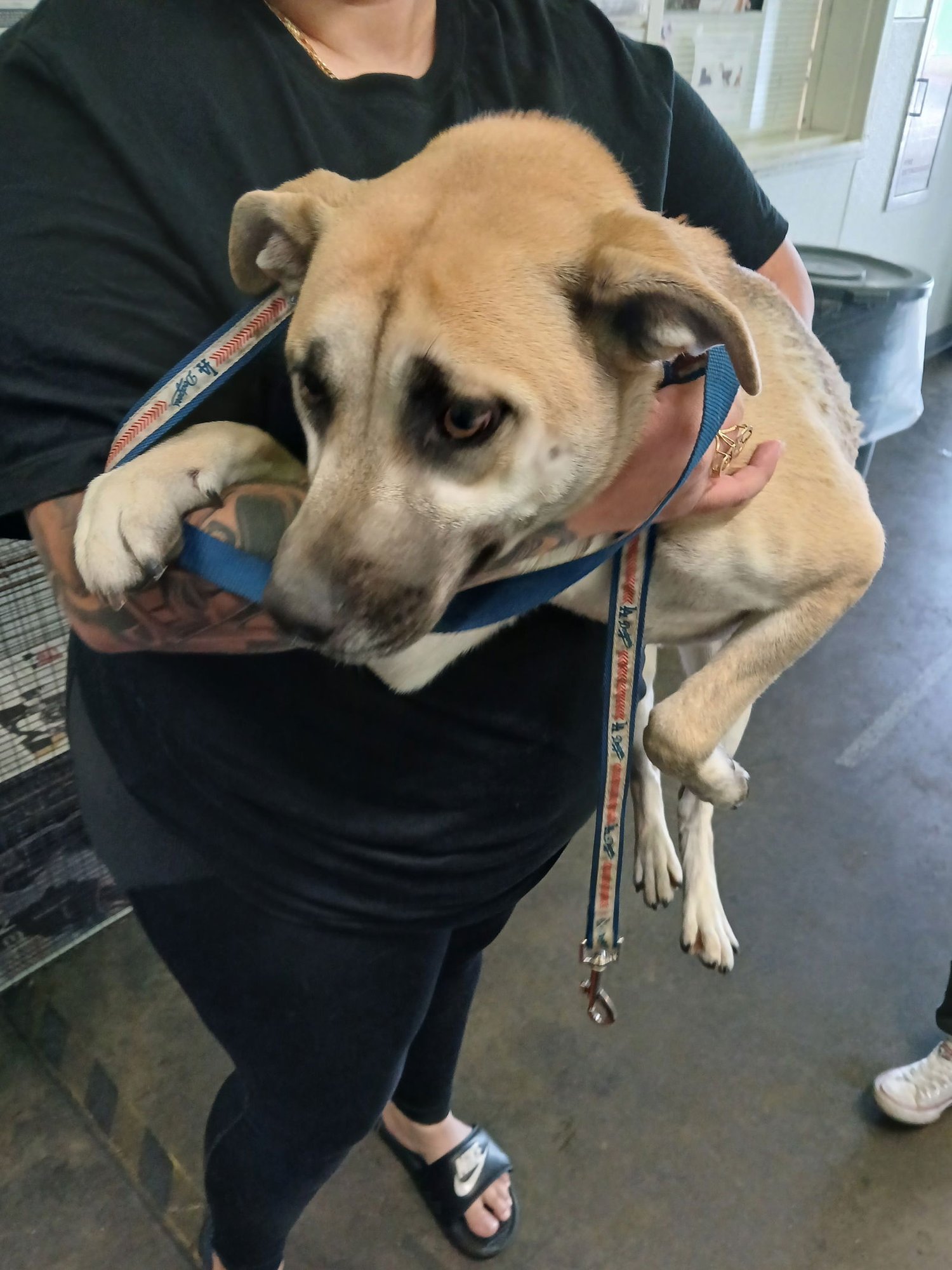 FOXY - German Shepherd Dog available for adoption